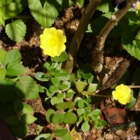 Portulaca oleracea L.